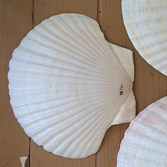 Large Scalloped Clam Shells Made in Japan - Picture 14 of 16